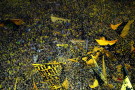 Nuovo Stadio Roma, la curva sarà stile Borussia Dortmund Nuovo Stadio Roma, la curva sarà stile Borussia Dortmund
